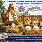Pravna varnost pri transfernih cenah: zakaj sodobne poenostavitve ne bi smele biti privilegij največjih skupin